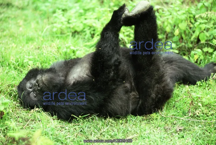 : Ape: Mountain Gorilla - juvenile playing : Ape: Mountain Gorilla - juvenile playing