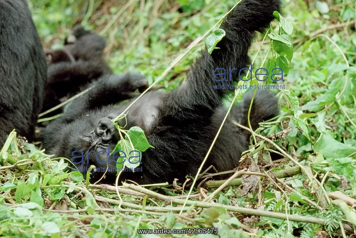 : Ape: Mountain Gorilla - juvenile playing : Ape: Mountain Gorilla - juvenile playing