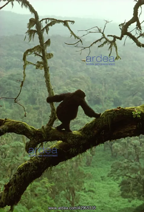 : Ape: Mountain Gorilla - juvenile on tree : Ape: Mountain Gorilla - juvenile on tree