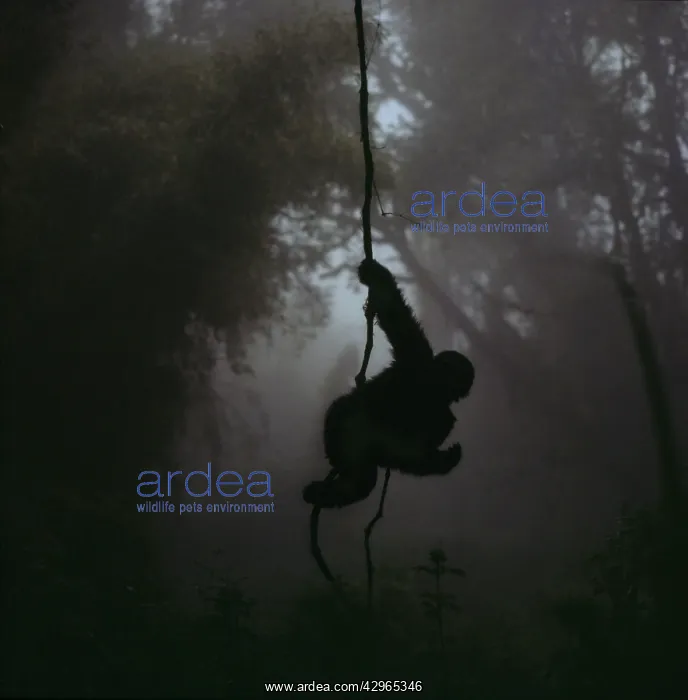 : Ape: Mountain Gorilla - juvenile on vine : Ape: Mountain Gorilla - juvenile on vine