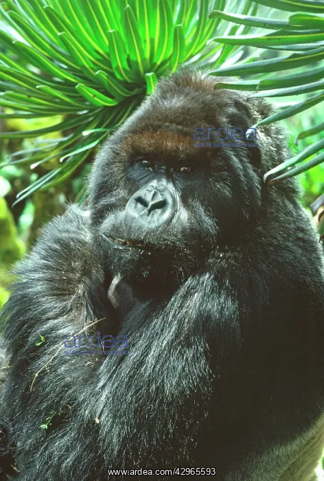 : Ape: Mountain Gorilla - Peanuts Silverback male : Ape: Mountain Gorilla - Peanuts Silverback male