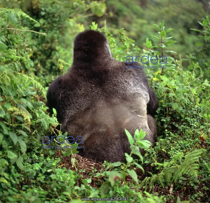 : Ape: Mountain Gorilla - back of Silverback male : Ape: Mountain Gorilla - back of Silverback male