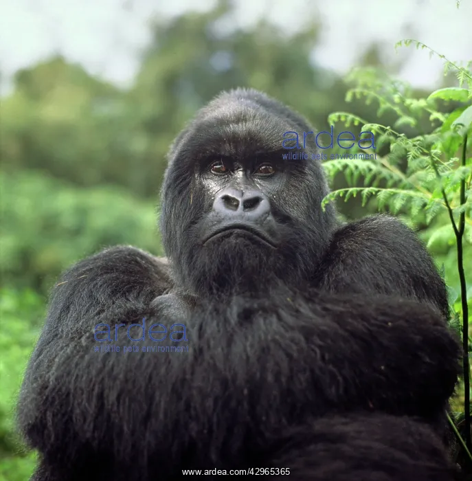 : Ape: Mountain Gorilla - Silverback male : Ape: Mountain Gorilla - Silverback male