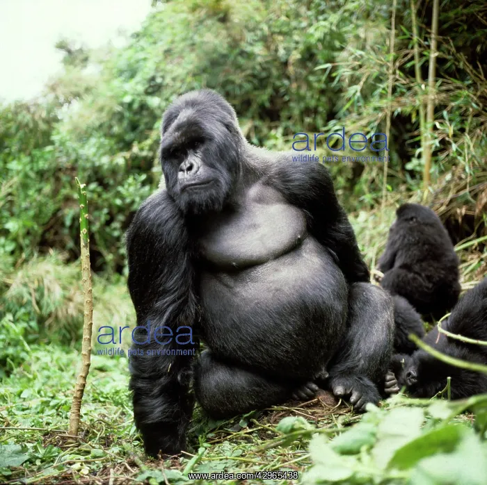 : Ape: Mountain Gorilla - Silverback male : Ape: Mountain Gorilla - Silverback male