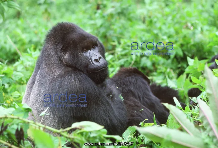 : Ape: Mountain Gorilla - Silverback male : Ape: Mountain Gorilla - Silverback male