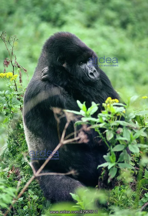 : Ape: Mountain Gorilla - Silverback male : Ape: Mountain Gorilla - Silverback male