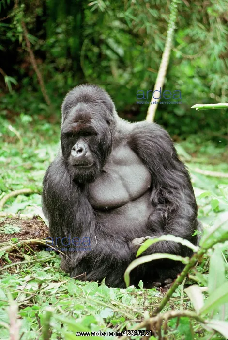: Ape: Mountain Gorilla - Silverback male : Ape: Mountain Gorilla - Silverback male
