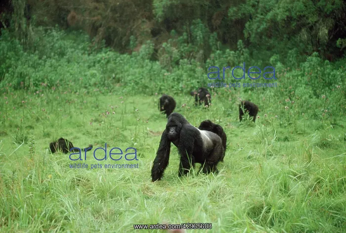 : Ape: Mountain Gorilla - Silverback male and family group : Ape: Mountain Gorilla - Silverback male and family group