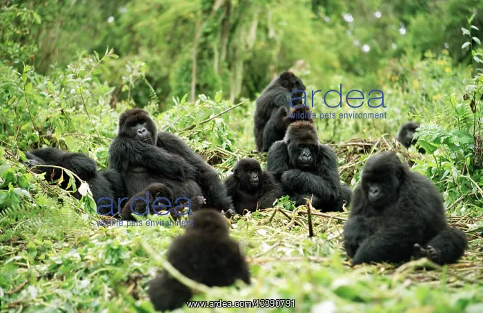  : Ape: Mountain Gorilla - Silverback male with group resting