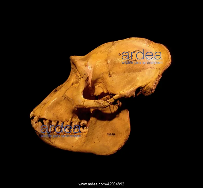 : Ape: Mountain Gorilla Skull (Gorilla gorilla beringei) : Ape: Mountain Gorilla Skull (Gorilla gorilla beringei)