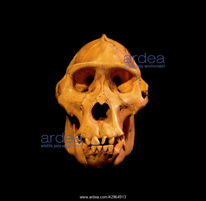 : Ape: Mountain Gorilla Skull - holotype 1902 : Ape: Mountain Gorilla Skull - holotype 1902