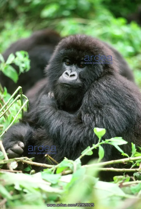 : Ape: Mountain Gorilla - young female : Ape: Mountain Gorilla - young female