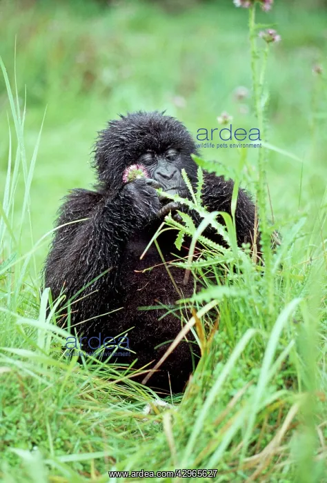: Ape: Mountain Gorilla - young female feeding : Ape: Mountain Gorilla - young female feeding