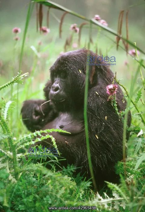 : Ape: Mountain Gorilla - young female feeding on thistle : Ape: Mountain Gorilla - young female feeding on thistle