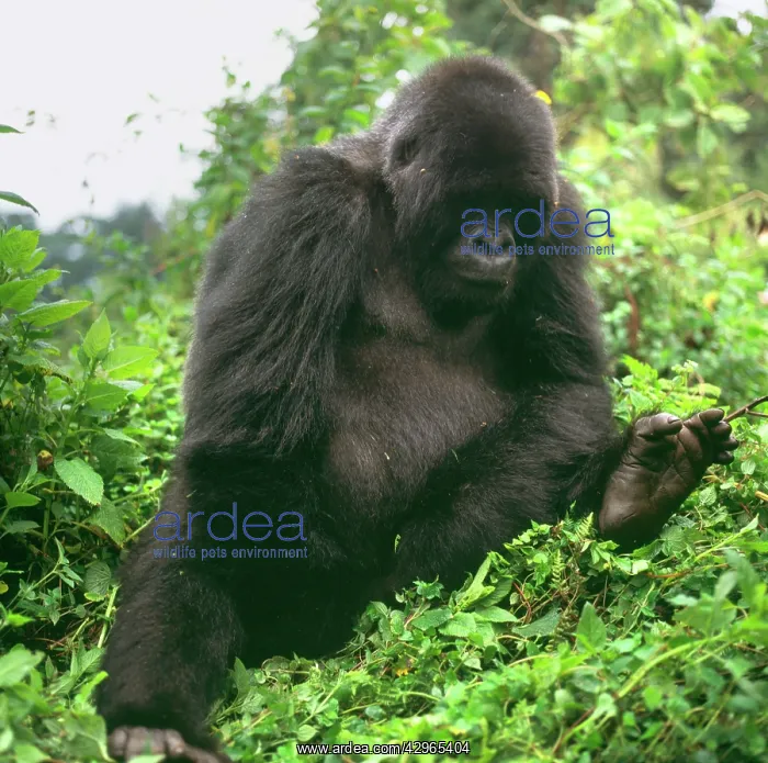 : Ape: Mountain Gorilla - young male : Ape: Mountain Gorilla - young male