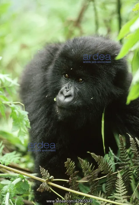 : Ape: Mountain Gorilla - young male : Ape: Mountain Gorilla - young male