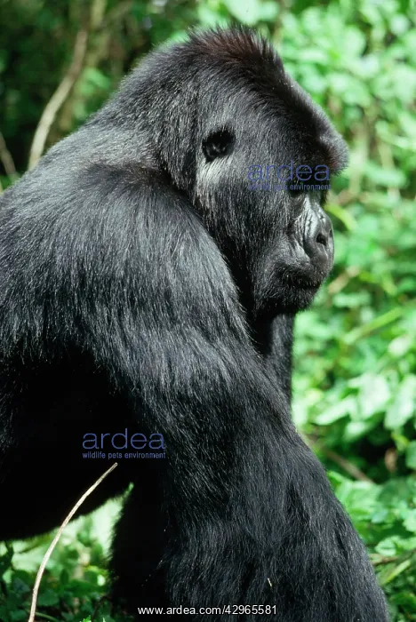 : Ape: Mountain Gorilla - young Silverback male : Ape: Mountain Gorilla - young Silverback male