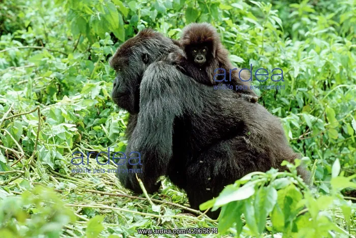 : Ape: Mountain Gorillas - female with infant on back : Ape: Mountain Gorillas - female with infant on back