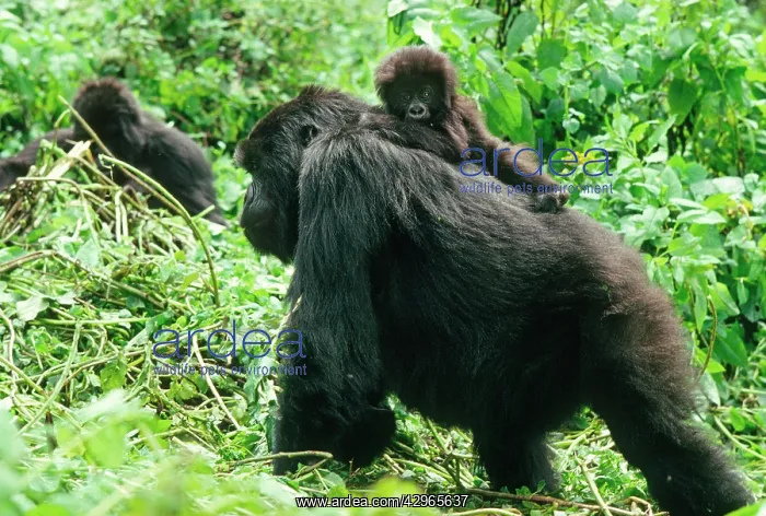 : Ape: Mountain Gorillas - female with infant on back : Ape: Mountain Gorillas - female with infant on back