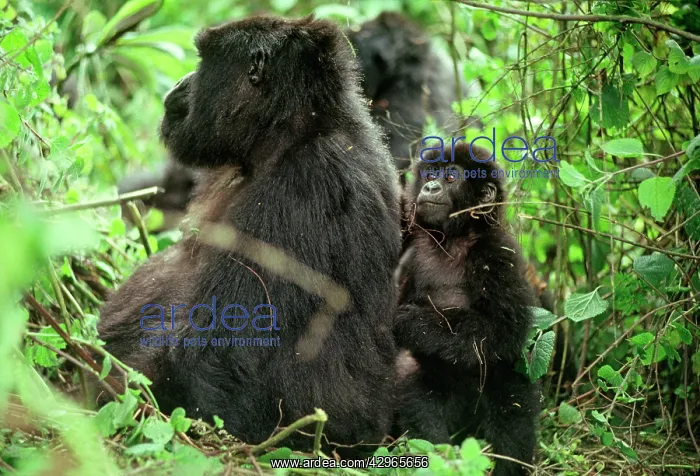 : Ape: Mountain Gorillas - female with infant : Ape: Mountain Gorillas - female with infant