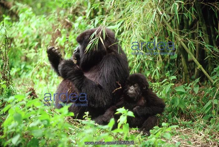 : Ape: Mountain Gorillas - female with infant feeding : Ape: Mountain Gorillas - female with infant feeding