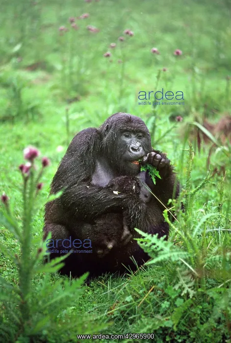 : Ape: Mountain Gorillas - female with infant feeding : Ape: Mountain Gorillas - female with infant feeding