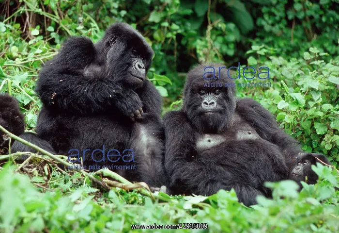 : Ape: Mountain Gorillas - two females resting : Ape: Mountain Gorillas - two females resting