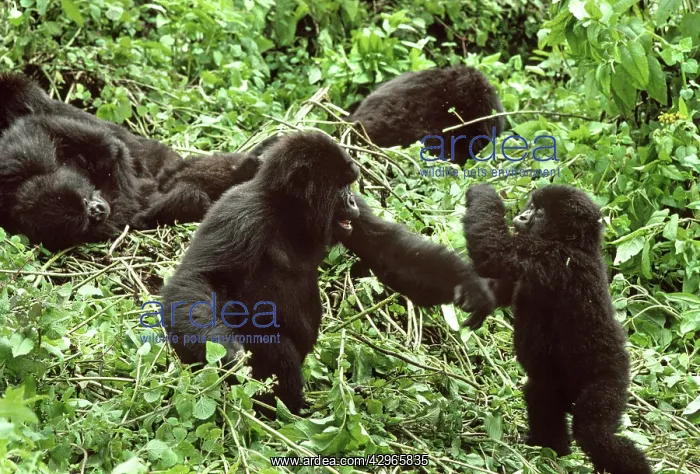 : Ape: Mountain Gorillas - juveniles playing : Ape: Mountain Gorillas - juveniles playing