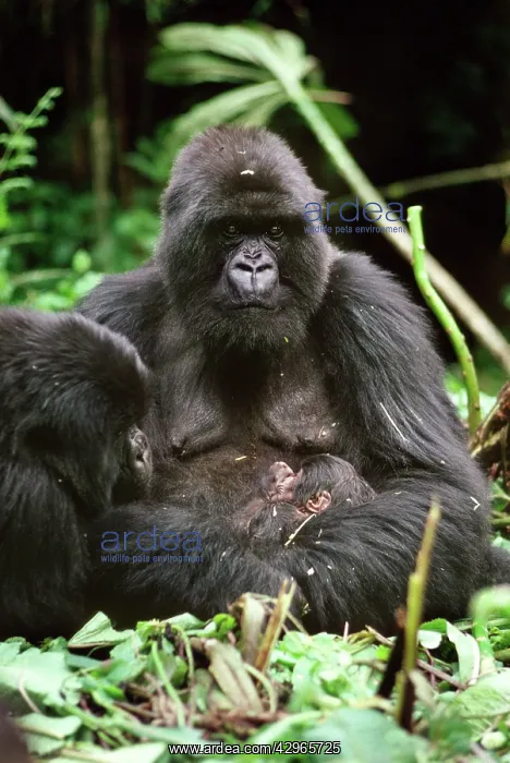 : Ape: Mountain Gorillas - mother - Amareba with : Ape: Mountain Gorillas - mother - Amareba with
