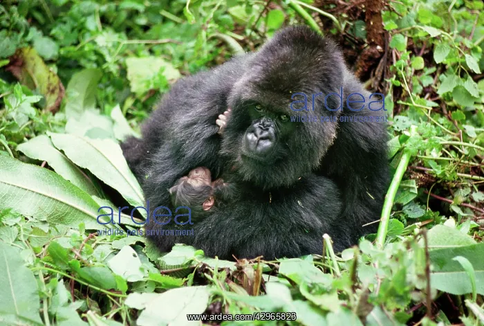 : Ape: Mountain Gorillas - mother Amareba with newborn infant : Ape: Mountain Gorillas - mother Amareba with newborn infant