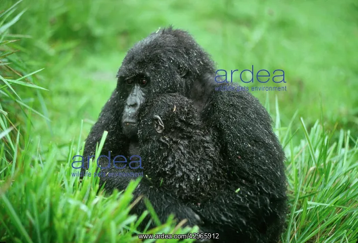 : Ape: Mountain Gorillas - mother with infant in rain : Ape: Mountain Gorillas - mother with infant in rain