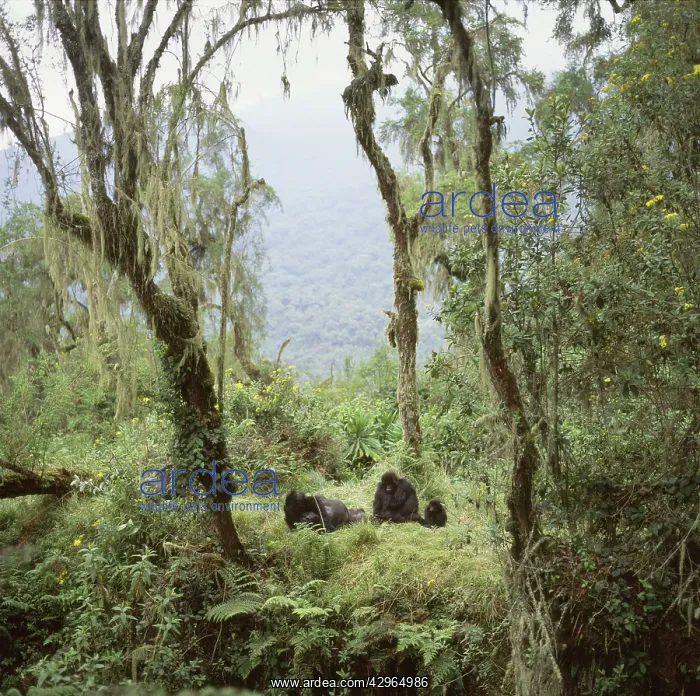 : Ape: Mountain Gorillas - Shinda (Silverback male) : Ape: Mountain Gorillas - Shinda (Silverback male)