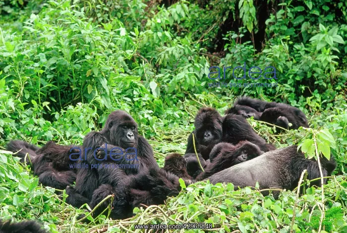 : Ape: Mountain Gorillas - Silverback male with group resting : Ape: Mountain Gorillas - Silverback male with group resting