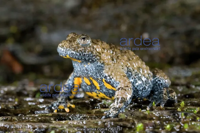 : Apennine yellow-bellied toad - endangered italian species : Apennine yellow-bellied toad - endangered italian species