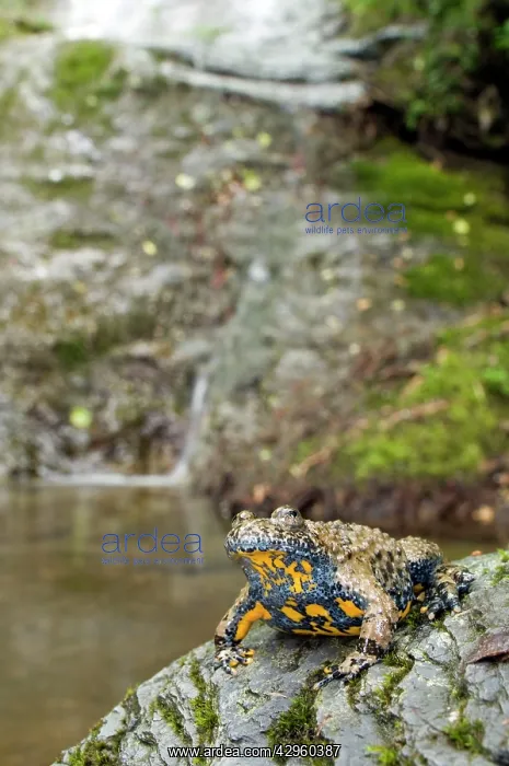 : Apennine yellow-bellied toad - in habitat : Apennine yellow-bellied toad - in habitat