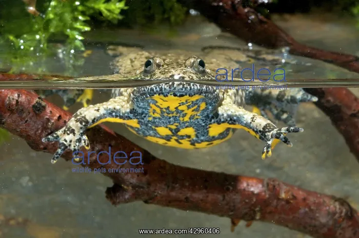: Apennine yellow-bellied toad - in water : Apennine yellow-bellied toad - in water