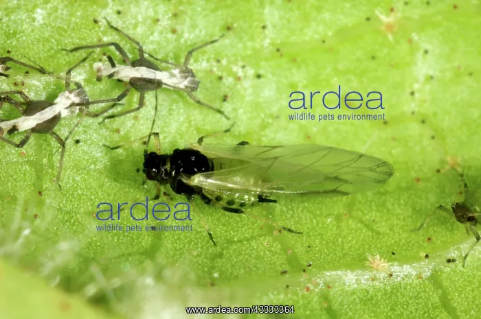 : Aphid alate : Aphid alate