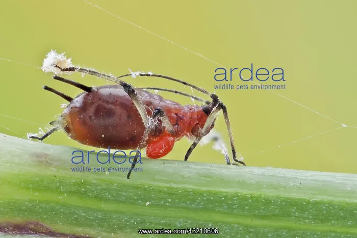 : An Aphid under attack!!. Image shows the aphid b : An Aphid under attack!!. Image shows the aphid b