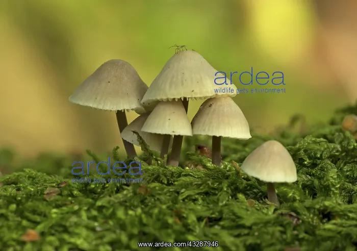 : Aphid on Fungi - group of Mycenaceae - Autumn : Aphid on Fungi - group of Mycenaceae - Autumn