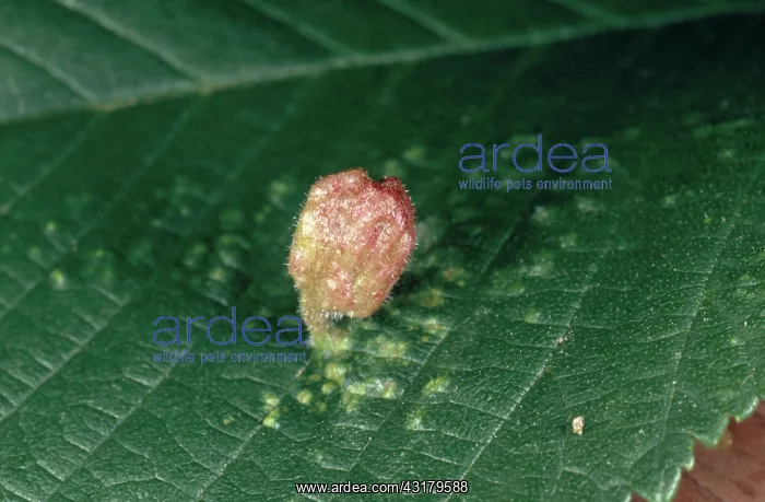 : Aphid Gall : Aphid Gall