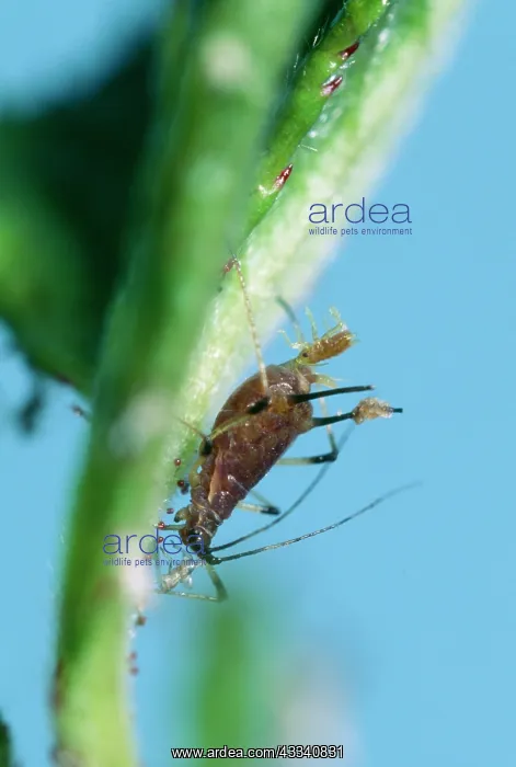 : APHID - giving birth : APHID - giving birth