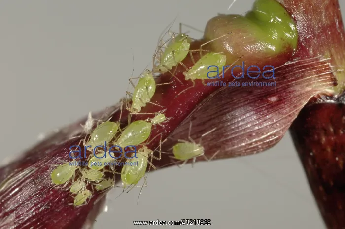 : Aphid infestation on orchid : Aphid infestation on orchid