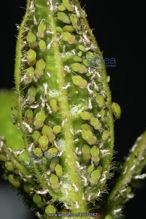 : Aphid infestation on Viburnum leaf : Aphid infestation on Viburnum leaf
