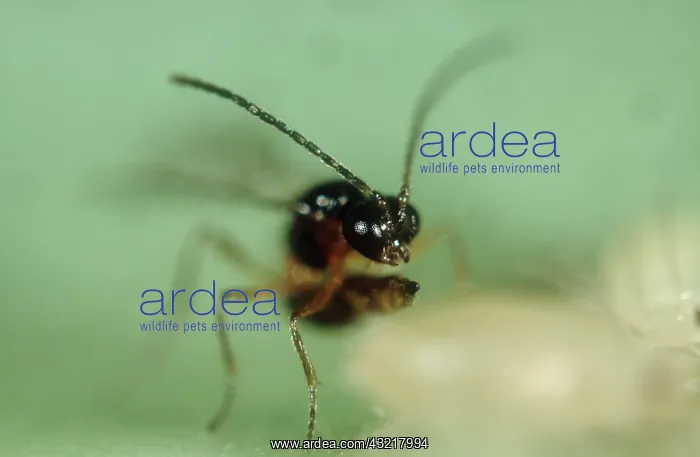 : Aphidius wasp laying egg : Aphidius wasp laying egg