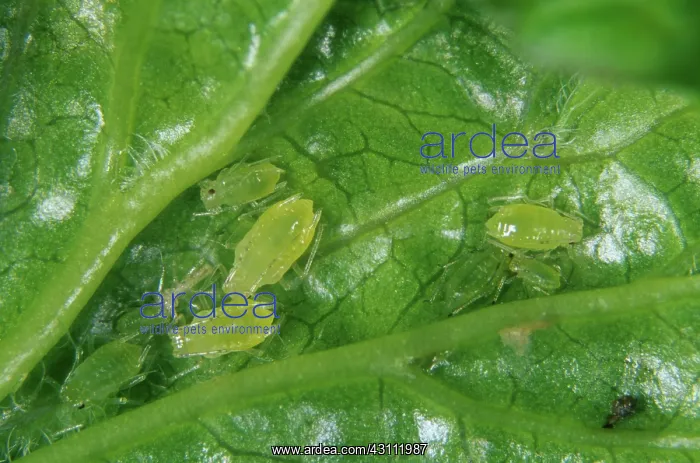 : Aphids. Gooseberry-sowthistle aphid (Hyperomyzus pallidus) : Aphids. Gooseberry-sowthistle aphid (Hyperomyzus pallidus)