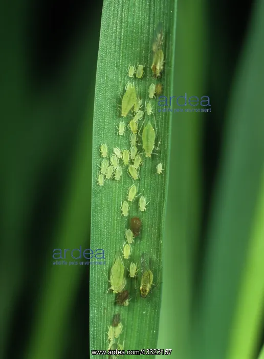  : Aphids. Rose grain aphids (Metapolophium dirhodum) and bird cherry aphids 