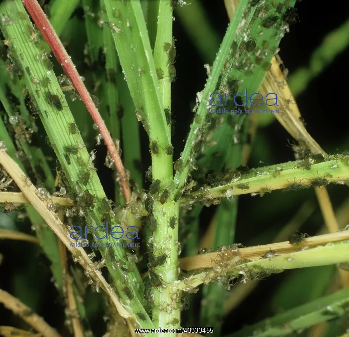 : Aphids. A severe infestation of bird-cherry aphids : Aphids. A severe infestation of bird-cherry aphids