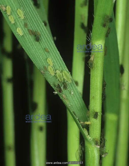 : Aphids. Rose grain aphid (Metapolophium dirhodum) and bird cherry aphids : Aphids. Rose grain aphid (Metapolophium dirhodum) and bird cherry aphids