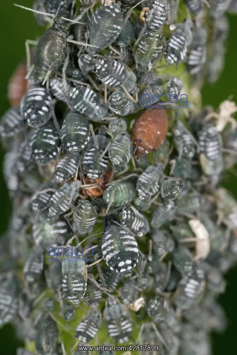 : Aphids - cluster on stem : Aphids - cluster on stem