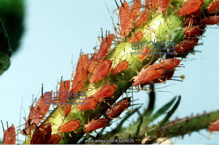 : APHIDS - feeding on rose : APHIDS - feeding on rose